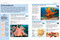 Pocket Genius Ocean by DK, 9780744033618