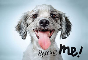 Rescue Me (Dog Adoption Portraits and Stories from New York City) by Richard Phibbs, 9781597113380