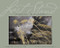 Last Stand by Annie Griffiths, Barbara Kingsolver, 9780792269090
