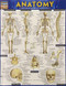 Anatomy - Reference Guide (8.5 x 11) (a QuickStudy reference tool) by Perez, Vincent, 9781423222781