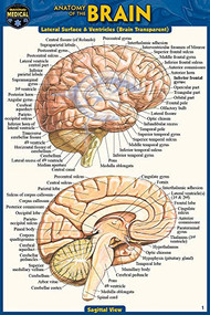 Anatomy of the Brain (Pocket-Sized Edition - 4x6 inches) (Miniature Edition) by Perez, Vincent, 9781423242673