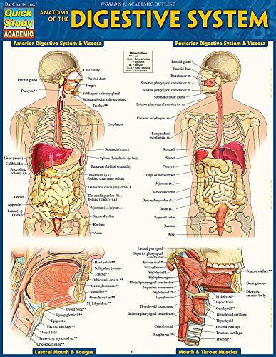 Anatomy of the Digestive System (QuickStudy Laminated Reference Guide) by Perez, Vincent, 9781423234623