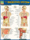 Anatomy of the Digestive System (QuickStudy Laminated Reference Guide) by Perez, Vincent, 9781423234623