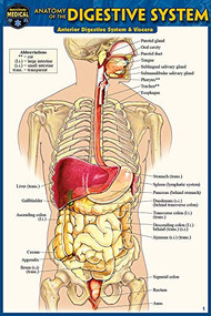 Anatomy of the Digestive System (Pocket-Sized Edition - 4x6 inches) (Miniature Edition) by Perez, Vincent, 9781423242697
