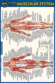 Anatomy of the Muscular System (Pocket-Sized Edition - 4x6 inches) (Miniature Edition) by Perez, Vincent, 9781423242727