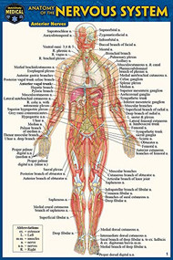 Anatomy of the Nervous System (Pocket-Sized Edition -4x6 inches) (Miniature Edition) by Perez, Vincent, 9781423242734