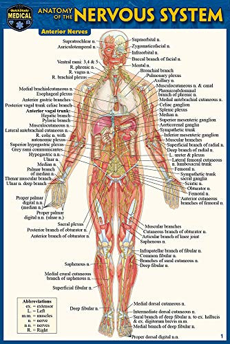 Anatomy of the Nervous System (Pocket-Sized Edition -4x6 inches) (Miniature Edition) by Perez, Vincent, 9781423242734