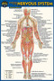 Anatomy of the Nervous System (Pocket-Sized Edition -4x6 inches) (Miniature Edition) by Perez, Vincent, 9781423242734