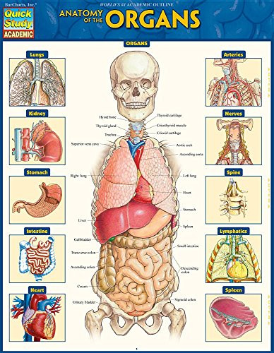 Anatomy of the Organs (QuickStudy Laminated Reference Guide) by Perez, Vincent, 9781423234630