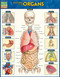 Anatomy of the Organs (QuickStudy Laminated Reference Guide) by Perez, Vincent, 9781423234630