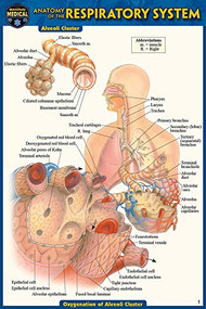 Anatomy of the Respiratory System (Pocket-Sized Edition - 4x6 inches) (Miniature Edition) by Perez, Vincent, 9781423242741