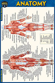 Anatomy Pocket-Sized Reference Guide (4x6 inches) (Miniature Edition) by Perez, Vincent, 9781423242666
