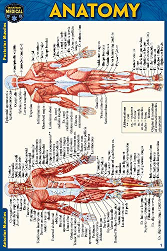 Anatomy Pocket-Sized Reference Guide (4x6 inches) (Miniature Edition) by Perez, Vincent, 9781423242666