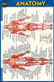 Anatomy Pocket-Sized Reference Guide (4x6 inches) (Miniature Edition) by Perez, Vincent, 9781423242666