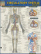 Circulatory System Advanced by Perez, Vincent, 9781423220305