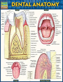 Dental Anatomy by Perez, Vincent, 9781423233107