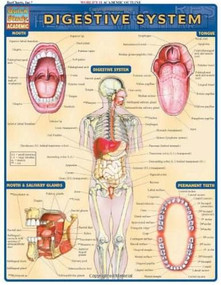 Digestive System by Perez, Vincent, 9781572225251