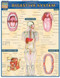 Digestive System by Perez, Vincent, 9781572225251
