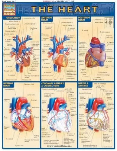 Heart - 9781572225374 by Perez, Vincent, 9781572225374