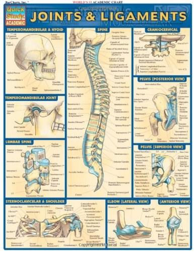Joints & Ligaments by Perez, Vincent, 9781572226845