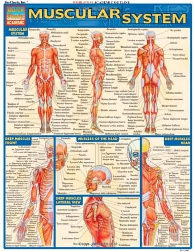Muscular System by Perez, Vincent, 9781572224971