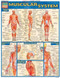 Muscular System by Perez, Vincent, 9781572224971