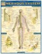 Nervous System by Perez, Vincent, 9781572224988
