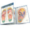 Reflexology - 9781423228615 by Perez, Vincent, 9781423228615