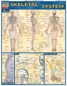 Skeletal System by Perez, Vincent, 9781572224957