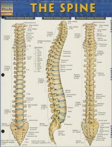 The Spine by Perez, Vincent, 9781423220237