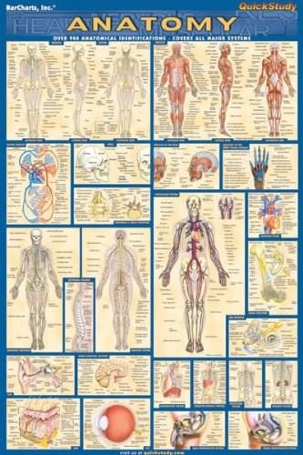 Anatomy Poster (24 x 36) - Laminated (a QuickStudy Reference) by Perez, Vincent, 9781423220770