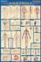 Anatomy Poster (24 x 36) - Laminated (a QuickStudy Reference) by Perez, Vincent, 9781423220770