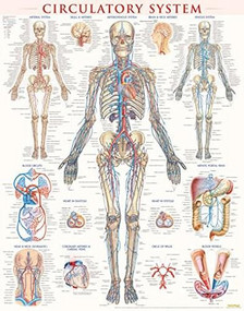 Circulatory System Poster (22 x 28 inches) - Laminated (a QuickStudy Anatomy Reference) by Perez, Vincent, 9781423224174