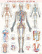 Circulatory System Poster (22 x 28 inches) - Laminated (a QuickStudy Anatomy Reference) by Perez, Vincent, 9781423224174