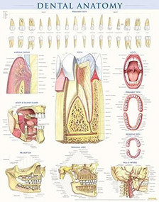 Dental Anatomy Poster (22 x 28 inches) - Laminated (a QuickStudy Reference) by Perez, Vincent, 9781423224259