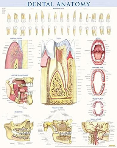 Dental Anatomy Poster (22 x 28 inches) - Laminated (a QuickStudy Reference) by Perez, Vincent, 9781423224259
