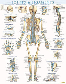 Joints & Ligaments Poster (22 x 28 inches) - Laminated (a QuickStudy Anatomy Reference) by Perez, Vincent, 9781423228714