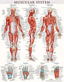 Muscular System Poster (22 x 28 Inches) - Laminated (a QuickStudy Anatomy Reference) by Perez, Vincent, 9781423220664