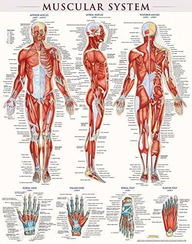 Muscular System Poster (22 x 28 Inches) - Laminated (a QuickStudy Anatomy Reference) by Perez, Vincent, 9781423220664
