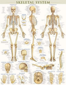 Skeletal System Poster (22 x 28 inches) - Laminated (a QuickStudy Anatomy Reference) by Perez, Vincent, 9781423220671