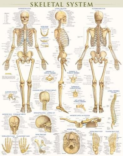 Skeletal System Poster (22 x 28 inches) - Laminated (a QuickStudy Anatomy Reference) by Perez, Vincent, 9781423220671