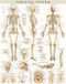 Skeletal System Poster (22 x 28 inches) - Laminated (a QuickStudy Anatomy Reference) by Perez, Vincent, 9781423220671