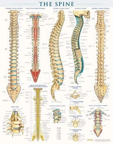 Spine Anatomy Poster (22 x 28 inches) - Laminated (a QuickStudy Reference) by Perez, Vincent, 9781423220688