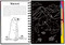 SCRATCH & SKETCH LLAMAS & FRIENDS, 9781441330796