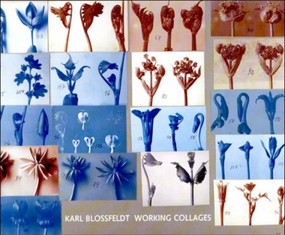 Karl Blossfeldt (Working Collages) by Ann Wilde, Jurgen Wilde, 9780262025010
