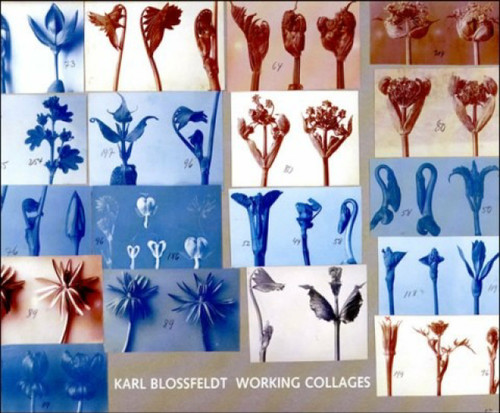 Karl Blossfeldt (Working Collages) by Ann Wilde, Jurgen Wilde, 9780262025010