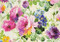 NOTE CARD PEONY GARDEN by , 9781441336019