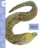 Eels - 9781681526775 by Mari Schuh, 9781681526775