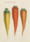 John Derian Paper Goods: Three Carrots 1,000-Piece Puzzle by John Derian, 9781648290794