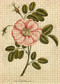 John Derian Paper Goods: Garden Rose 1,000-Piece Puzzle by John Derian, 9781648290817